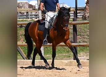 Andalou, Étalon, 6 Ans, 157 cm, Bai