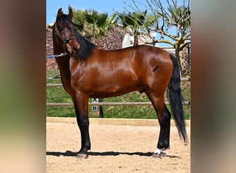 Andalou, Étalon, 6 Ans, 157 cm, Bai