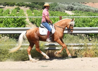 Andalou, Étalon, 6 Ans, 158 cm, Palomino
