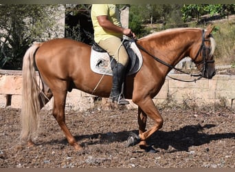 Andalou, Étalon, 6 Ans, 160 cm, Palomino