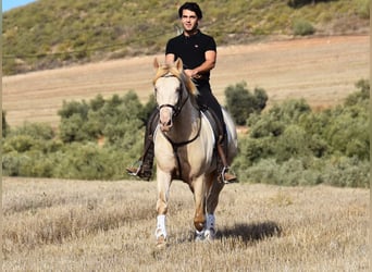 Andalou, Étalon, 6 Ans, 160 cm, Perle