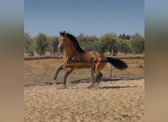 Andalou, Étalon, 6 Ans, 161 cm, Isabelle