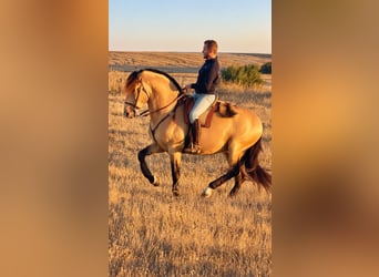 Andalou, Étalon, 6 Ans, 162 cm, Champagne