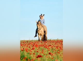 Andalou, Étalon, 6 Ans, 162 cm, Champagne