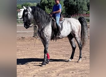 Andalou, Étalon, 6 Ans, 162 cm, Gris pommelé