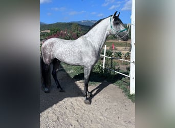 Andalou, Étalon, 6 Ans, 162 cm, Gris pommelé