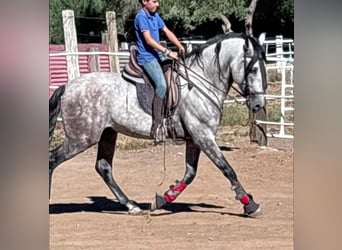 Andalou, Étalon, 6 Ans, 162 cm, Gris pommelé