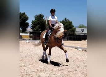 Andalou, Étalon, 6 Ans, 162 cm, Palomino