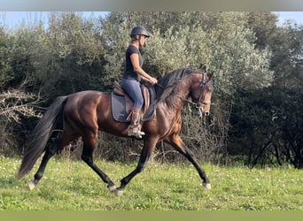 Andalou, Étalon, 6 Ans, 163 cm, Bai cerise