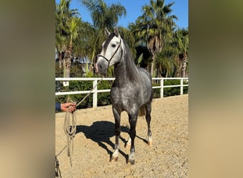 Andalou, Étalon, 6 Ans, 165 cm, Gris pommelé