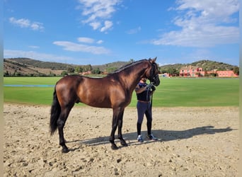 Andalou, Étalon, 6 Ans, 168 cm, Bai cerise