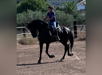 Andalou, Étalon, 7 Ans, 160 cm, Noir