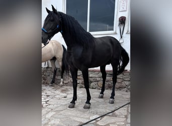 Andalou, Étalon, 7 Ans, 160 cm, Noir