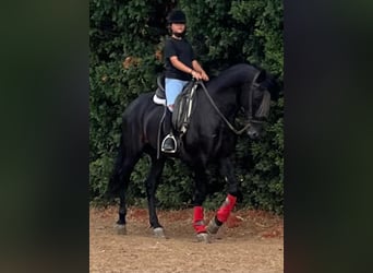 Andalou, Étalon, 7 Ans, 160 cm, Noir