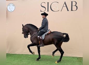 Andalou, Étalon, 7 Ans, 162 cm, Bai brun