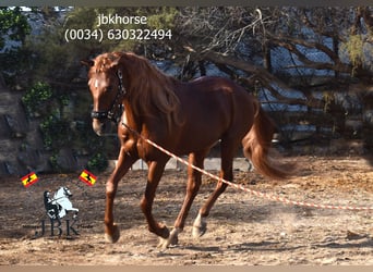 Andalou, Étalon, 7 Ans, 163 cm, Alezan