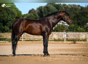Andalou, Étalon, 7 Ans, 164 cm, Bai
