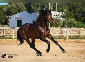 Andalou, Étalon, 7 Ans, 164 cm, Bai