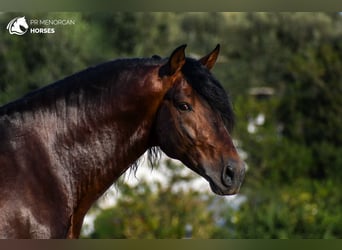 Andalou, Étalon, 7 Ans, 164 cm, Bai