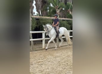 Andalou, Étalon, 7 Ans, 165 cm, Blanc