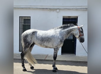 Andalou, Étalon, 7 Ans, 165 cm, Gris pommelé