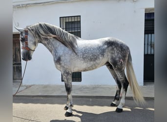 Andalou, Étalon, 7 Ans, 165 cm, Gris pommelé