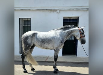 Andalou, Étalon, 7 Ans, 165 cm, Gris pommelé