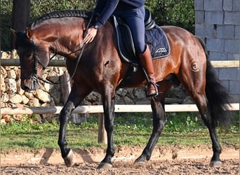 Andalou, Étalon, 7 Ans, 166 cm, Bai