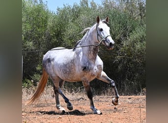 Andalou, Étalon, 7 Ans, 169 cm, Gris