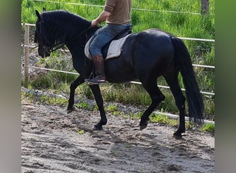 Andalou, Étalon, 8 Ans, 158 cm