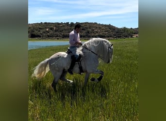 Andalou, Étalon, 8 Ans, 158 cm, Gris pommelé