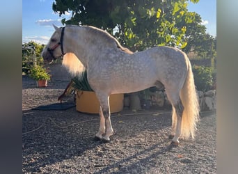 Andalou, Étalon, 8 Ans, 158 cm, Gris pommelé