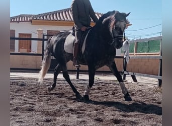 Andalou, Étalon, 8 Ans, 159 cm, Gris pommelé