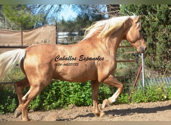 Andalou, Étalon, 8 Ans, 160 cm, Palomino