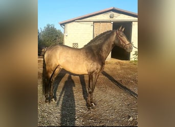 Andalou, Étalon, 8 Ans, 162 cm, Buckskin