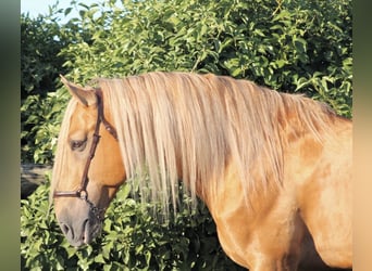 Andalou, Étalon, 8 Ans, 163 cm, Palomino