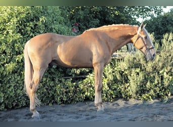 Andalou, Étalon, 8 Ans, 163 cm, Palomino