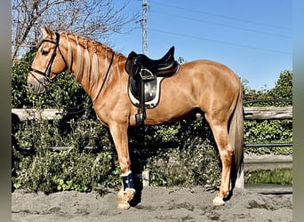 Andalou, Étalon, 8 Ans, 163 cm, Palomino