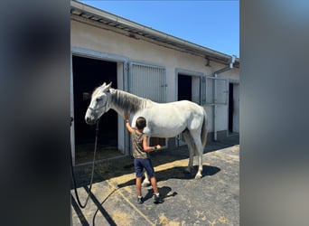 Andalou, Étalon, 8 Ans, Blanc