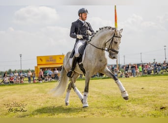 Andalou, Étalon, 9 Ans, 160 cm, Gris moucheté