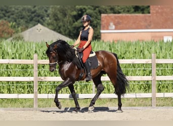 Andalou, Étalon, 9 Ans, 162 cm, Bai