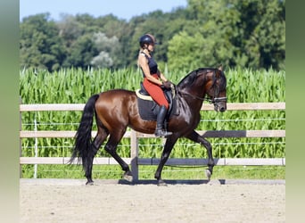 Andalou, Étalon, 9 Ans, 162 cm, Bai