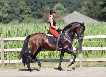 Andalou, Étalon, 9 Ans, 162 cm, Bai