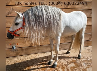 Andalou, Étalon, 9 Ans, 162 cm, Gris