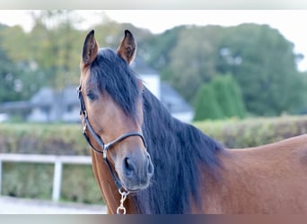 Andalou, Étalon, 9 Ans, 173 cm, Bai