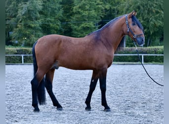 Andalou, Étalon, 9 Ans, 173 cm, Bai
