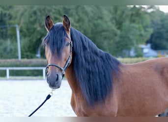 Andalou, Étalon, 9 Ans, 173 cm, Bai
