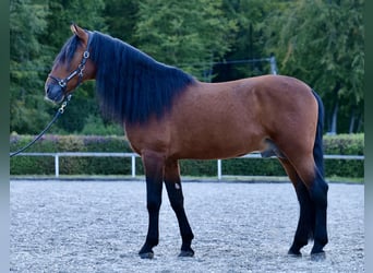 Andalou, Étalon, 9 Ans, 173 cm, Bai
