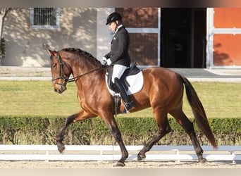 Andalou, Étalon, 9 Ans, Bai cerise