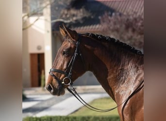 Andalou, Étalon, 9 Ans, Bai cerise